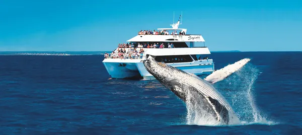 Hervey Bay Half Day Whale Watching Cruise
