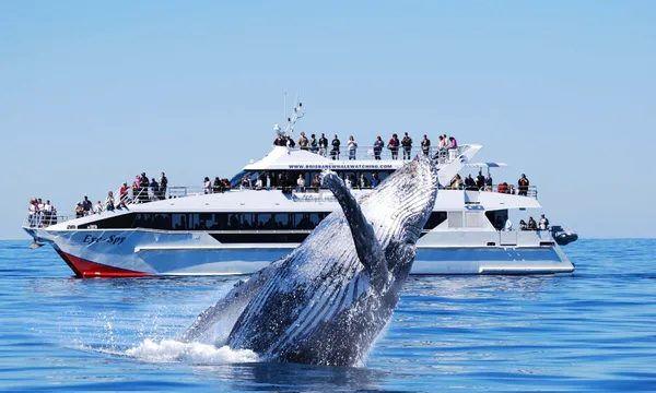 Whale Watching Adventure