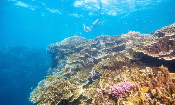 Great Barrier Reef Cruise to Moore Reef Pontoon - Full Day