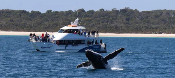 Hervey Bay Afternoon Whale Watch Cruise with Dinner