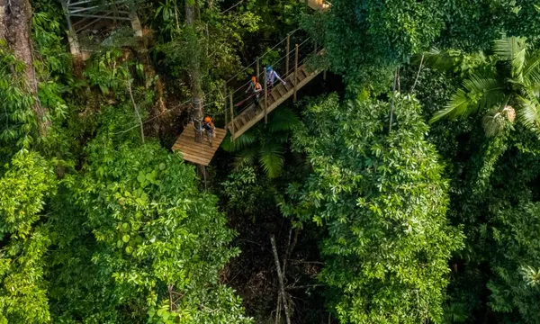 Cape Tribulation Zipline Canopy Tour - 2 Hours