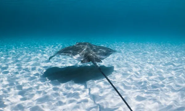 Fraser Island Hopper Adventure Cruise