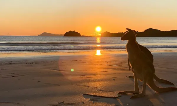 Cape Hillsborough Beach Sunrise with the Wallabies & Kangaroos