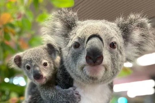 Cairns Koala and Creatures Entry Only