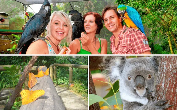 Kuranda Koala Gardens, Birdworld & Butterfly Sanctuary Pass