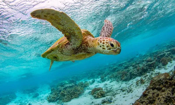 Lady Elliot Island Day Trip from Hervey Bay including Flights
