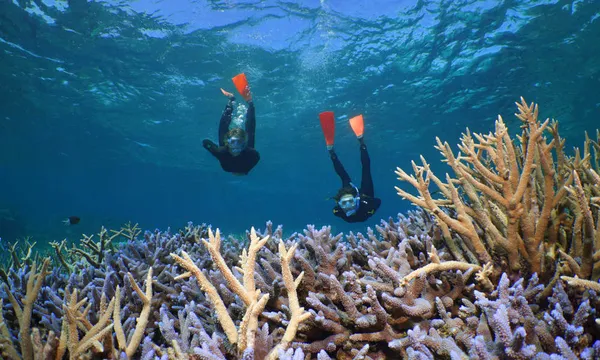 Port Douglas Premium Great Barrier Reef Cruise to 3 Reef Locations