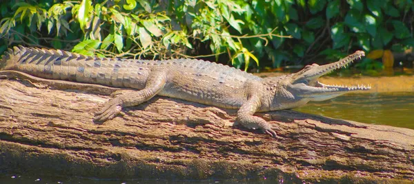 Kuranda Riverboat 45 Minute Cruise