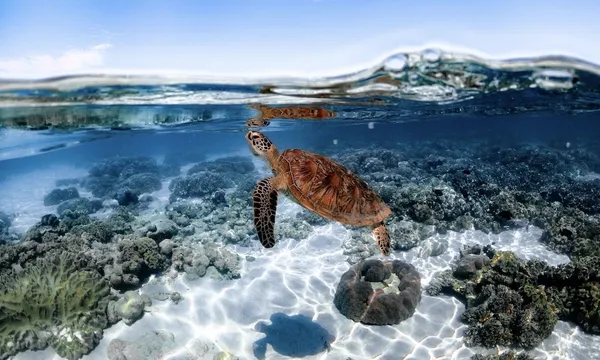 Full Day Great Barrier Reef Low Isles Tour