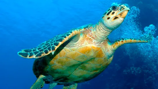 Hervey Bay Turtle Discovery Half Day Eco Tour