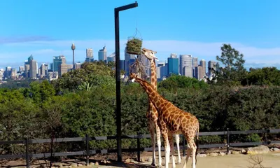 Sydney