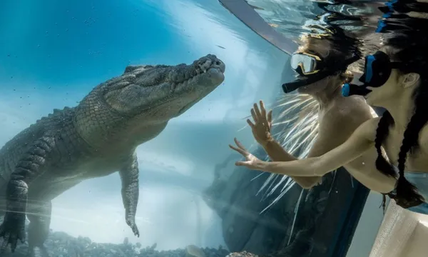 Swim with the Crocs Experience with Entry for 2 swimmers