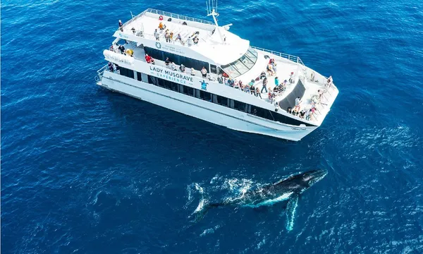 Great Barrier Reef Whale Watching from Bundaberg - Half Day
