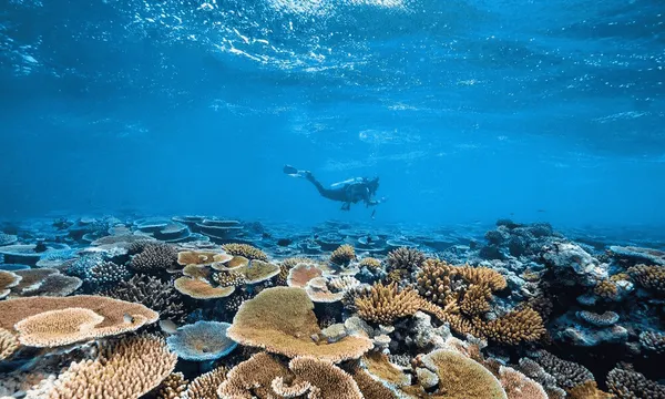 Poseidon Great Barrier Reef Snorkel Cruise - 8 Hours 