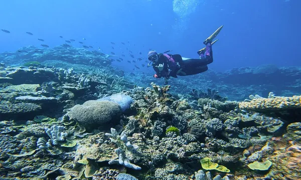Southern Great Barrier Reef Certified Scuba Diving Adventure