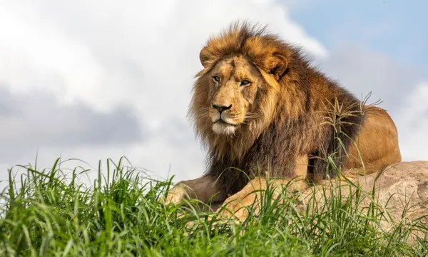 Sydney Zoo Admission Tickets