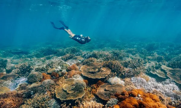 Kraken Yeppoon Keppel Island Hopping Southern Great Barrier Reef Snorkel Adventure