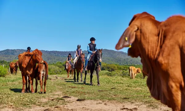 KUR-Cow Horse Riding with Petting Zoo entry