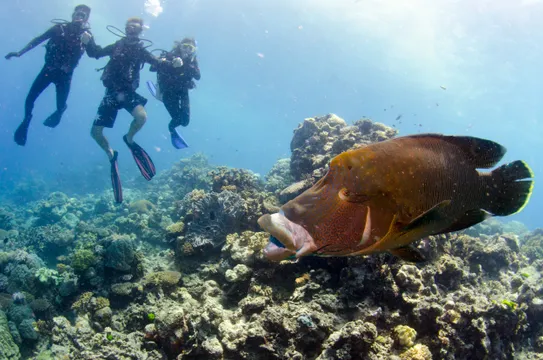 Great Barrier Reef Tour with Intro Dive Special - 5 Hours