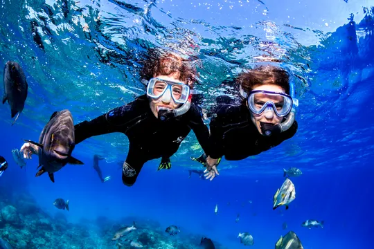 Great Barrier Reef Snorkel Tour with Morning Tea - Half Day