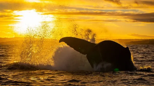 Sydney Whale Watching Cruise from Darling Harbour