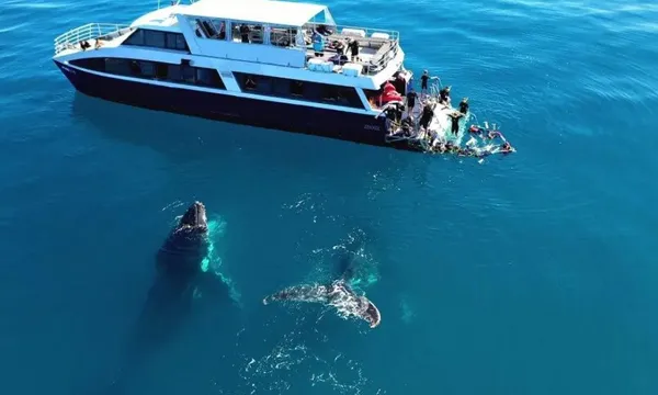 K'gari Fraser Island Tour with Whale Watching - Full Day