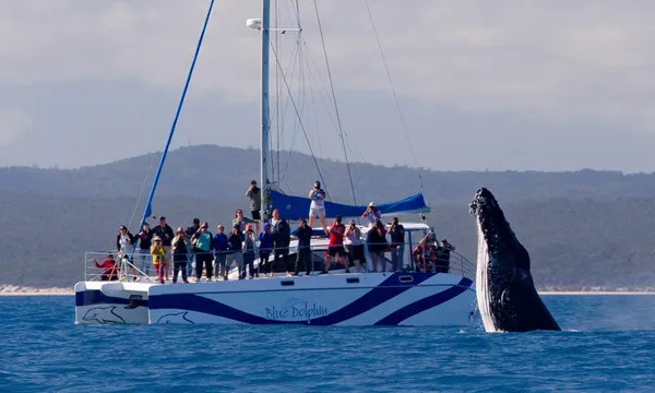  Exclusive Whale Watching Encounter