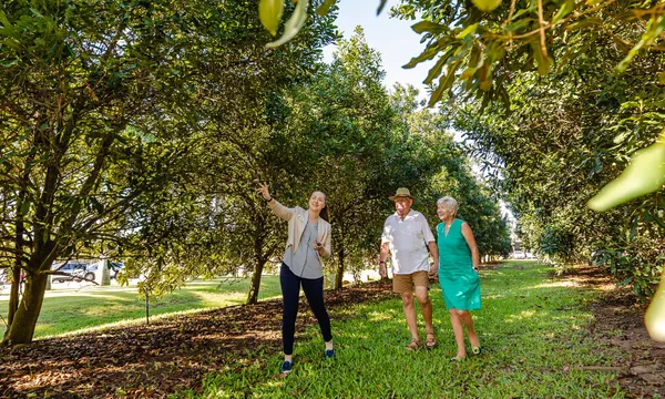 Macadamias Australia Guided Orchard & History Tour