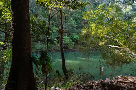 Eungella National Park Rainforest & Wild Platypus Encounter - Full Day