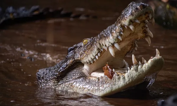 Marineland Melanesia Crocodile Habitat Entry - Full Day